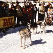 Cuvery 1985