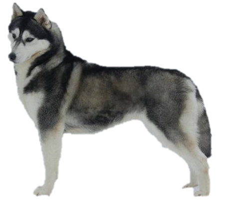 Husky