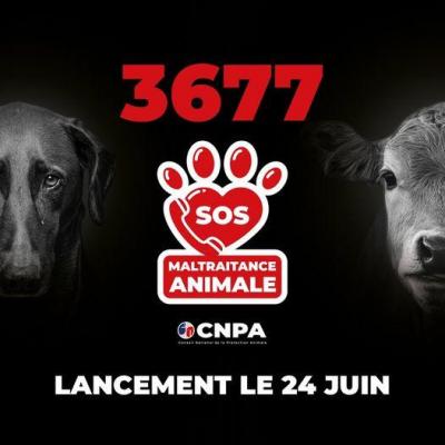 Ligne maltraitance animale