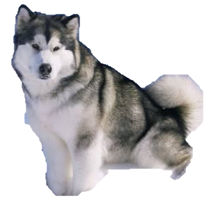 Malamute