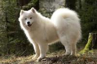 Samoyede