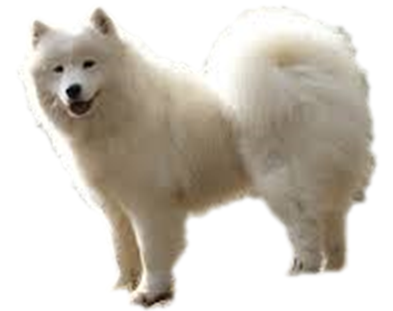 Samoyede2