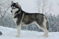 Siberian husky